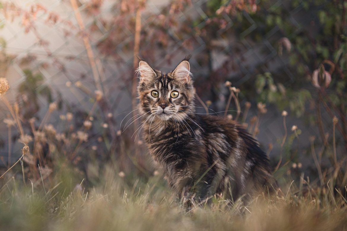 The Ultimate Meal Plan for Maine Coon Cats